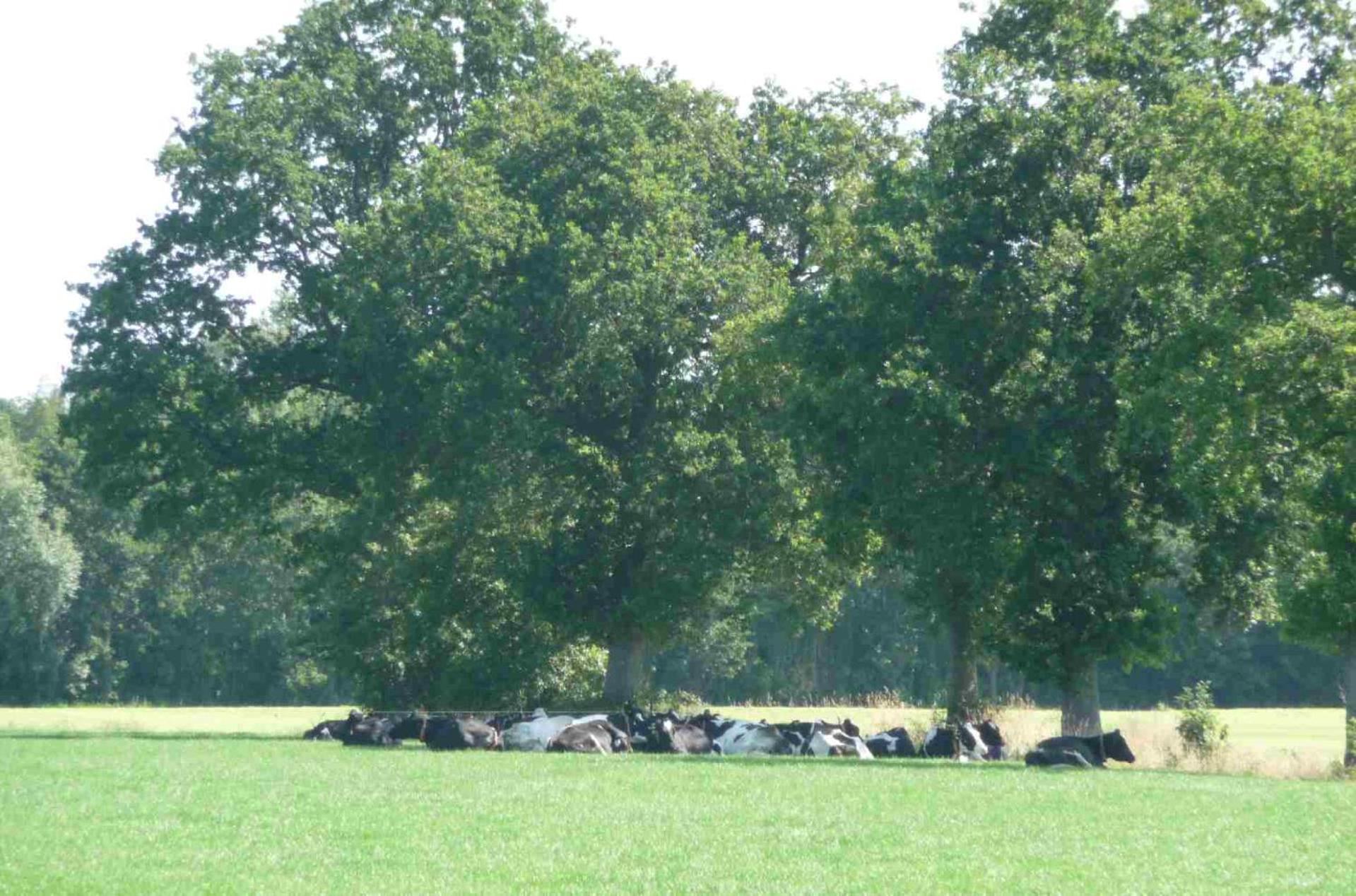 Hofstay195 Achterveld Exteriör bild